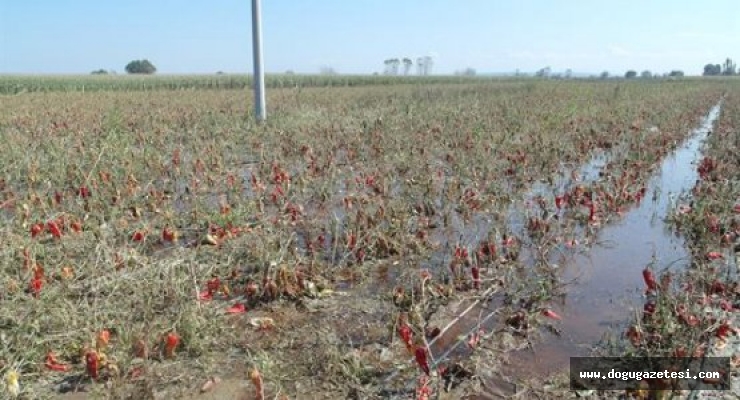 Aşırı yağış domates üreticisini vurdu