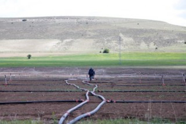 Kuraklığa karşı pancar üreticilerine yağmurlama sistemi desteği