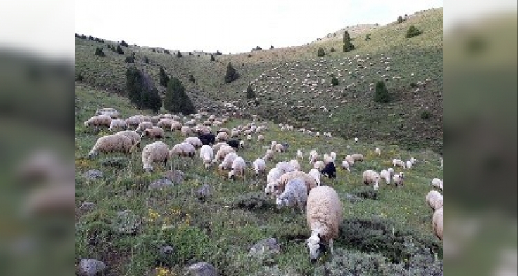 Anaç koyun keçi destek ödemeleri başladı