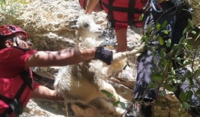 Kayalıklarda mahsur kalan keçileri JAK ve AFAD ekipleri kurtardı