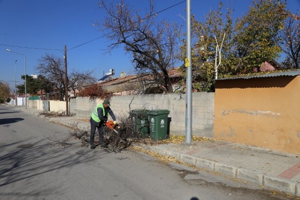 Erzincan Belediyesi ağaç budama çalışmaları devam ediyor