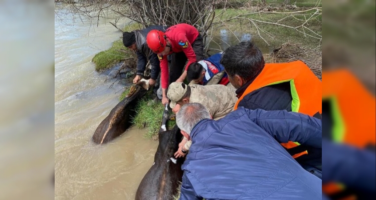 Irmakta mahsur kalan hayvanları JAK ve AFAD ekipleri kurtardı