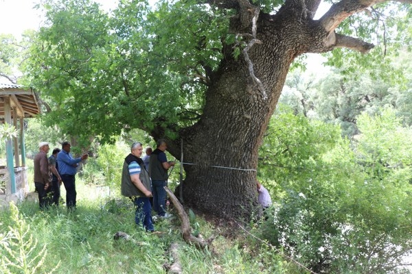 615 ve 545 yıllık meşeler "anıt ağaç" olarak korumaya alınacak