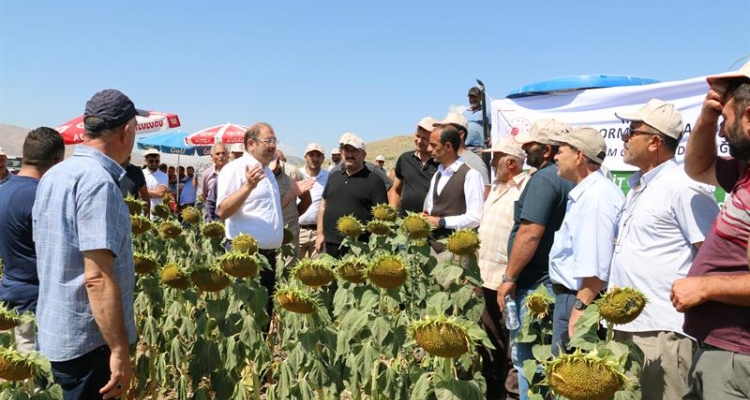Erzincan'da çiftçiler devletin tohum desteğiyle yağlık ayçiçeği üretimine başladı