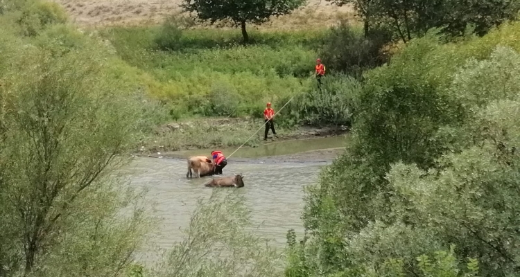 Karasu nehrine düşen iki inek kurtarıldı
