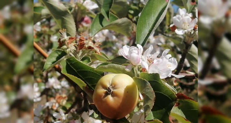 Erzincan'da çiçek açan elma ağacı şaşırttı