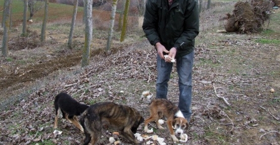 Ormanlık Alanda Donmak Üzere Olan 10 Köpek Bulundu 